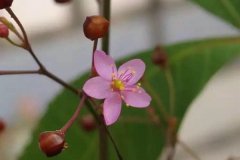 標(biāo)準(zhǔn)光源箱檢定桃花花藥顏色變化